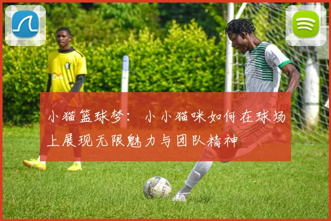 小猫篮球梦：小小猫咪如何在球场上展现无限魅力与团队精神